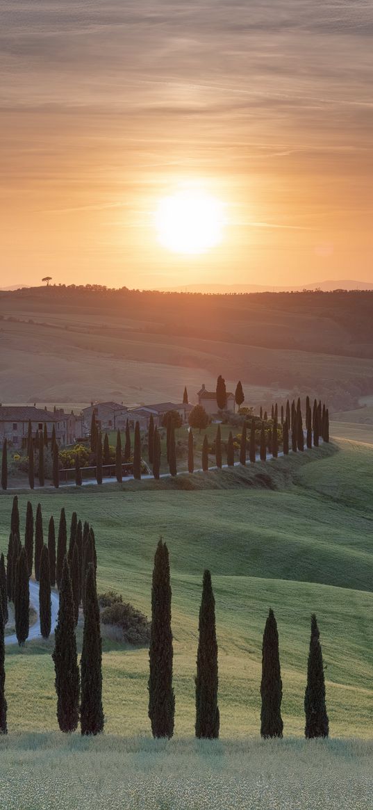 trees, grass, road, sunrise, tuscany, italy