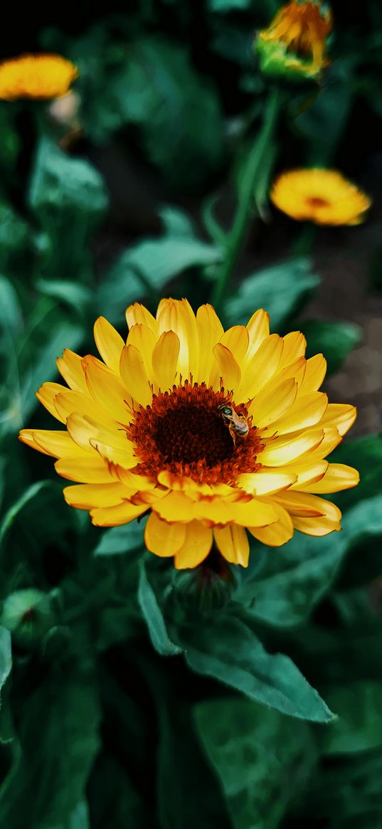 flower, summer, insects, macro