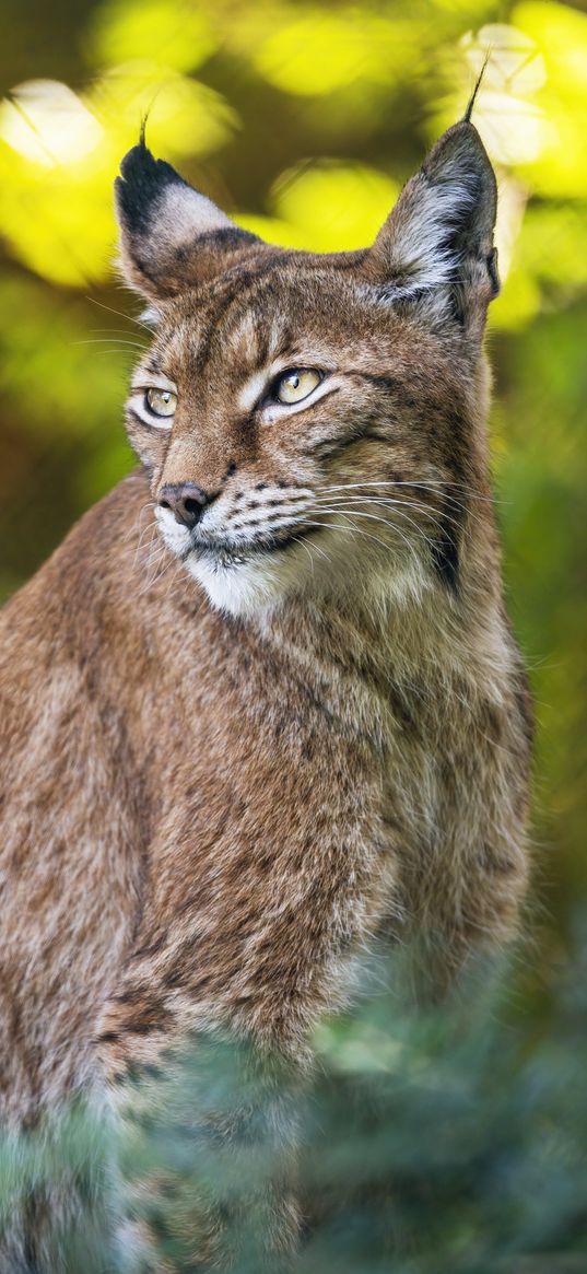 lynx, portrait, predator, big cat, animal