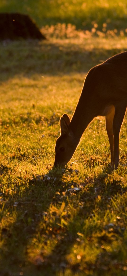 roe deer, animal, wildlife, grass