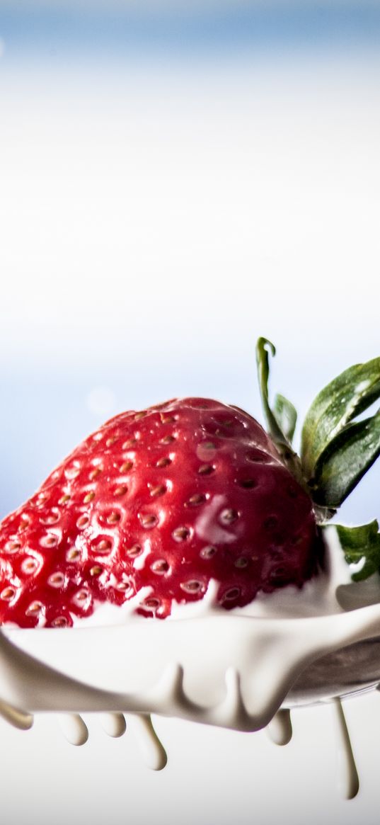 strawberries, berries, milk, macro