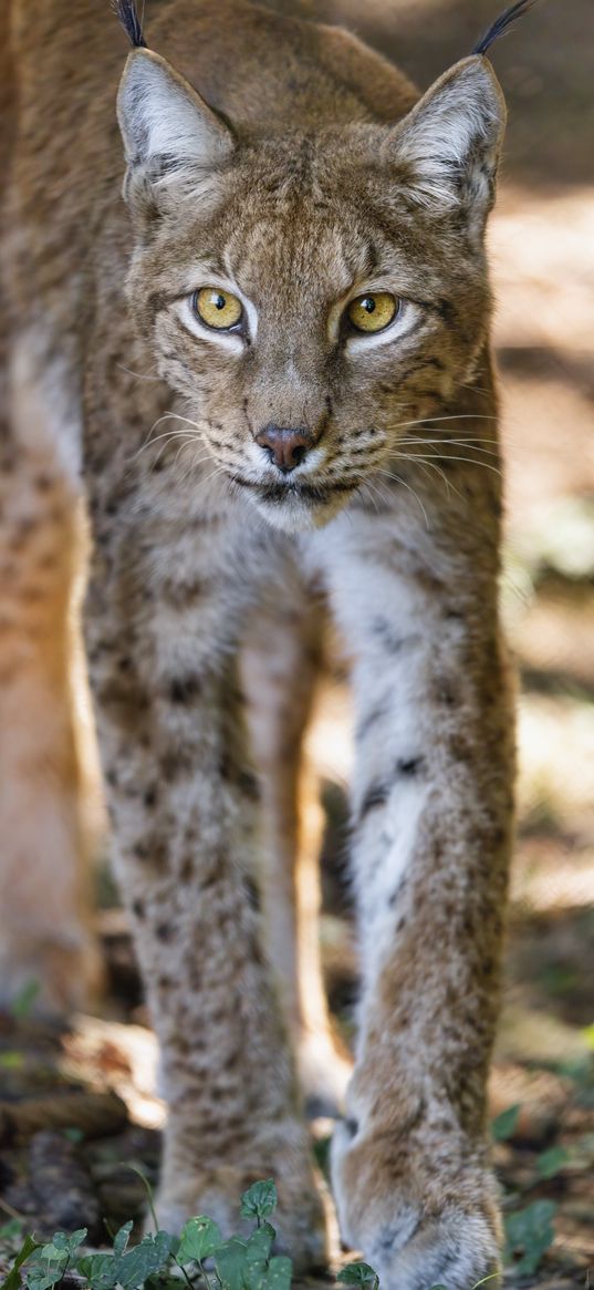 lynx, glance, predator, big cat, animal, blur