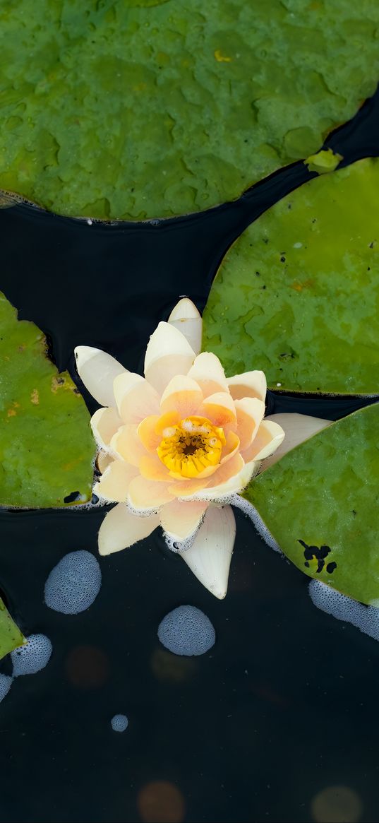 water lily, flower, petals, leaves, pond, drops