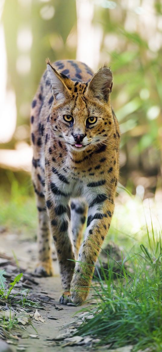 serval, big cat, predator, wildlife, grass