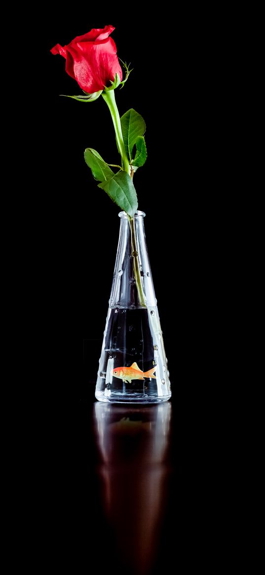 rose, flower, vase, goldfish, darkness