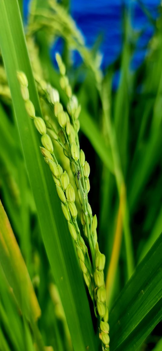 grass, spikelet, green, nature