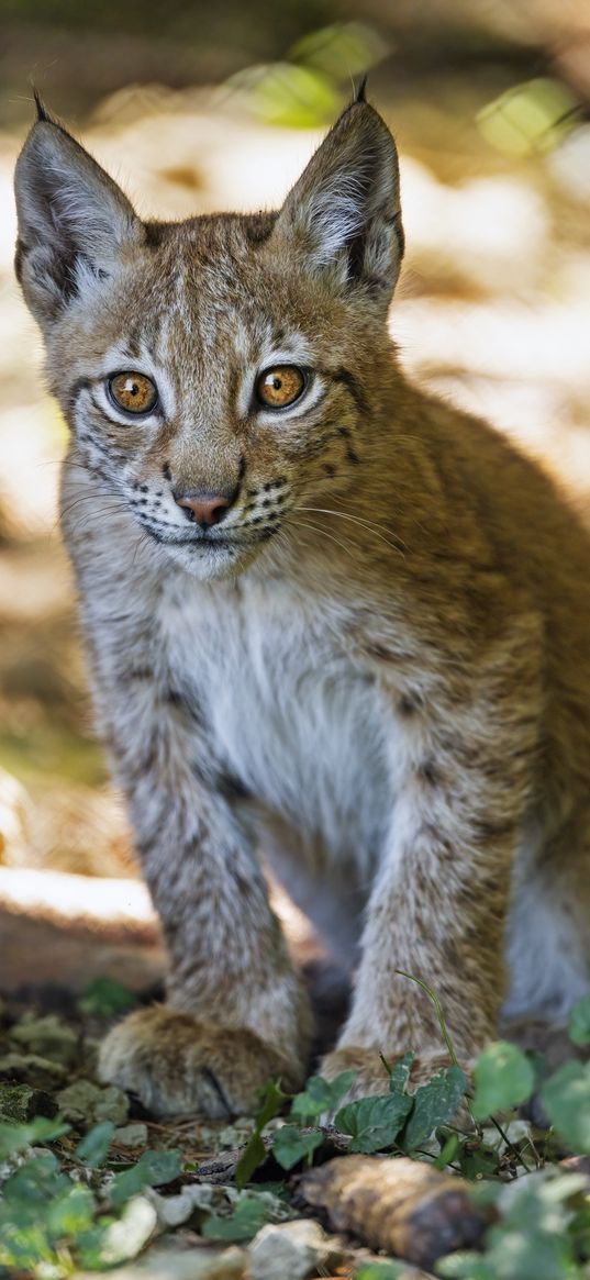 lynx, kitten, predator, animal, blur, wildlife