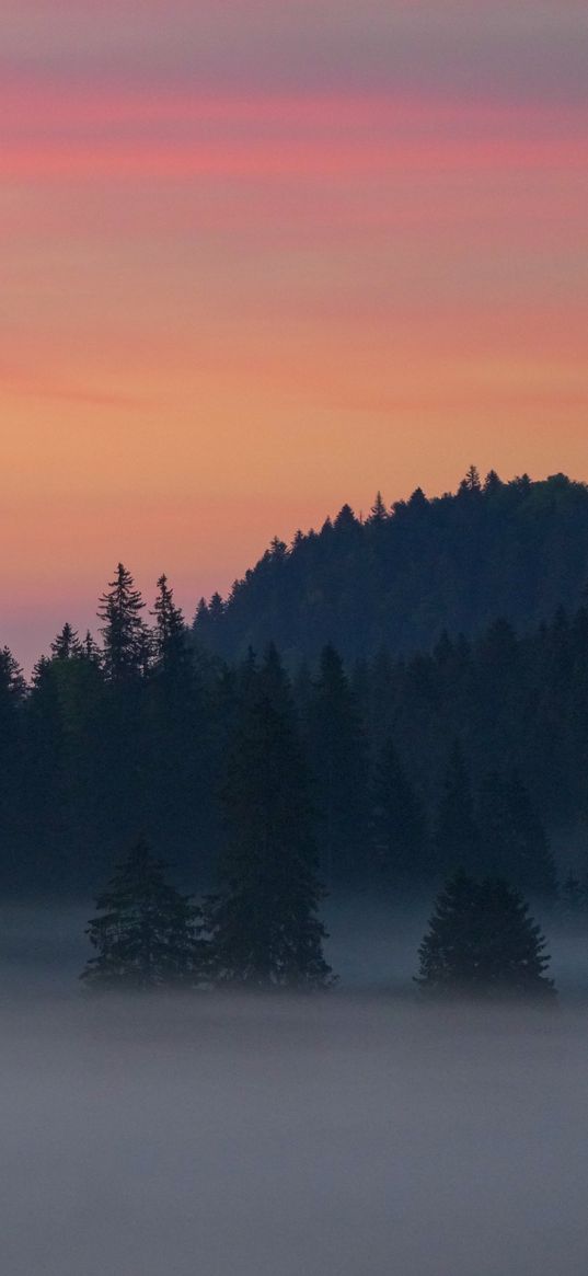 trees, silhouettes, mist, twilight