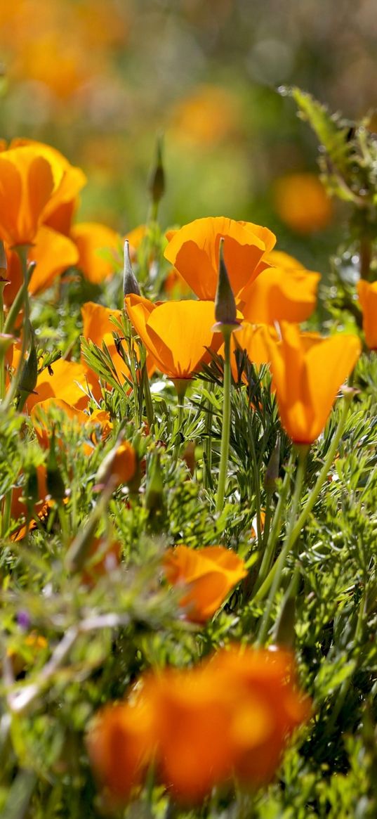 eshsholtsiya, flowers, slope, grass, sun, blurring