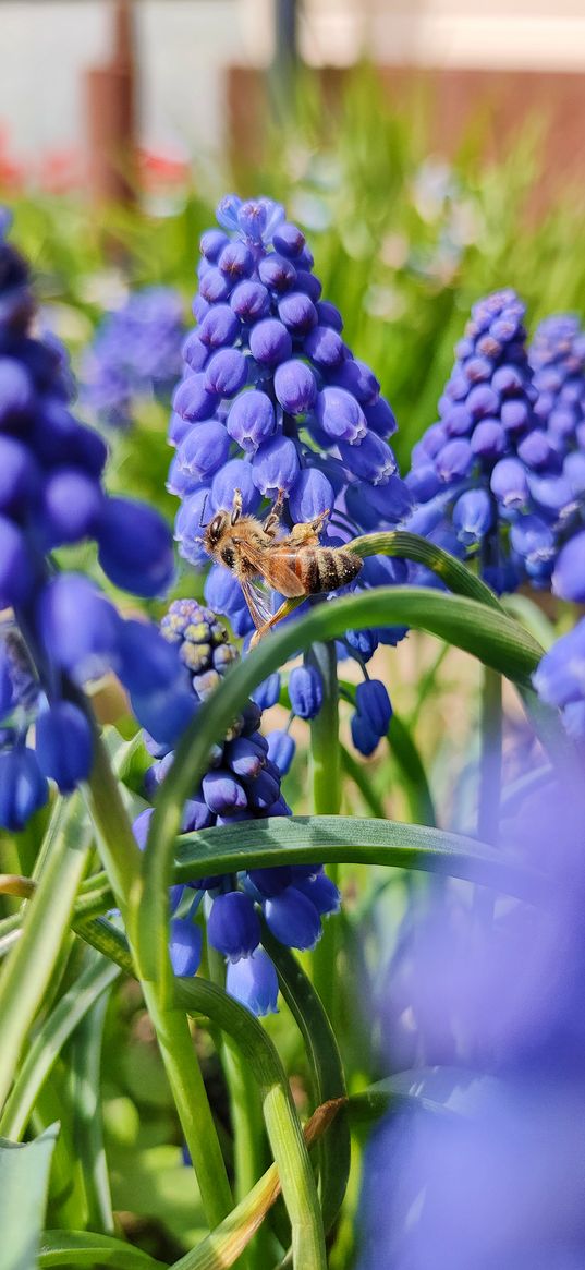 hyacinth, flowers, blue, green, bee, spring