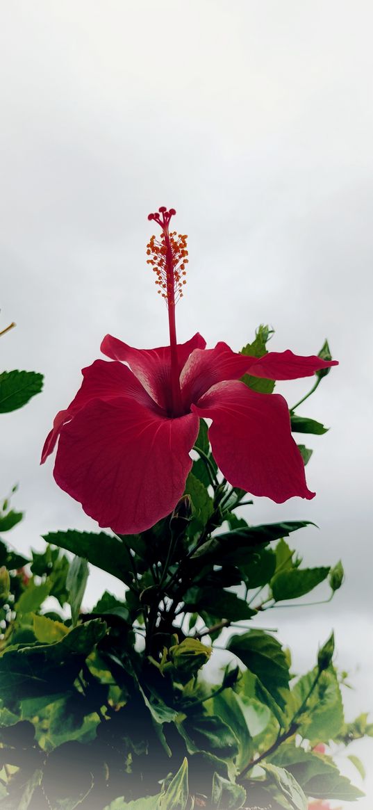 hibiscus, flower, photography, red