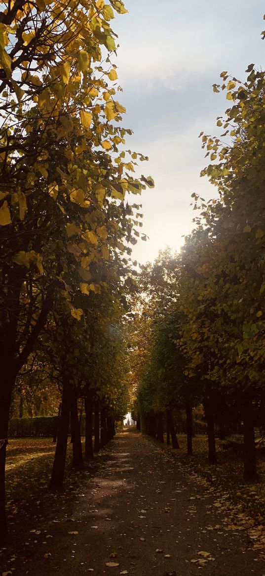 autumn, peterhof, nature, park