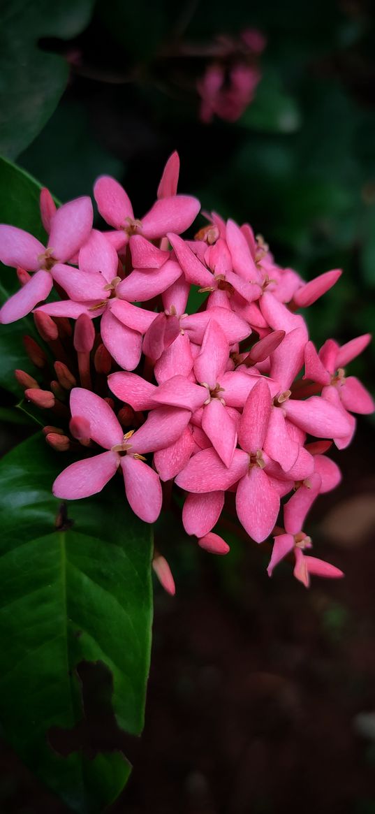chinese ixora, flowers, plant, pink, macro, dark