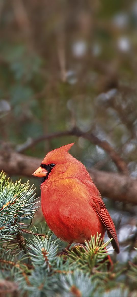 red cardinal, bird, branch, needles