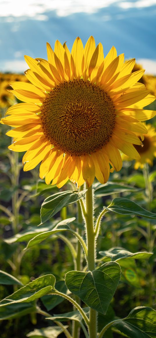 sunflowers, flower, yellow, petals, sunshine