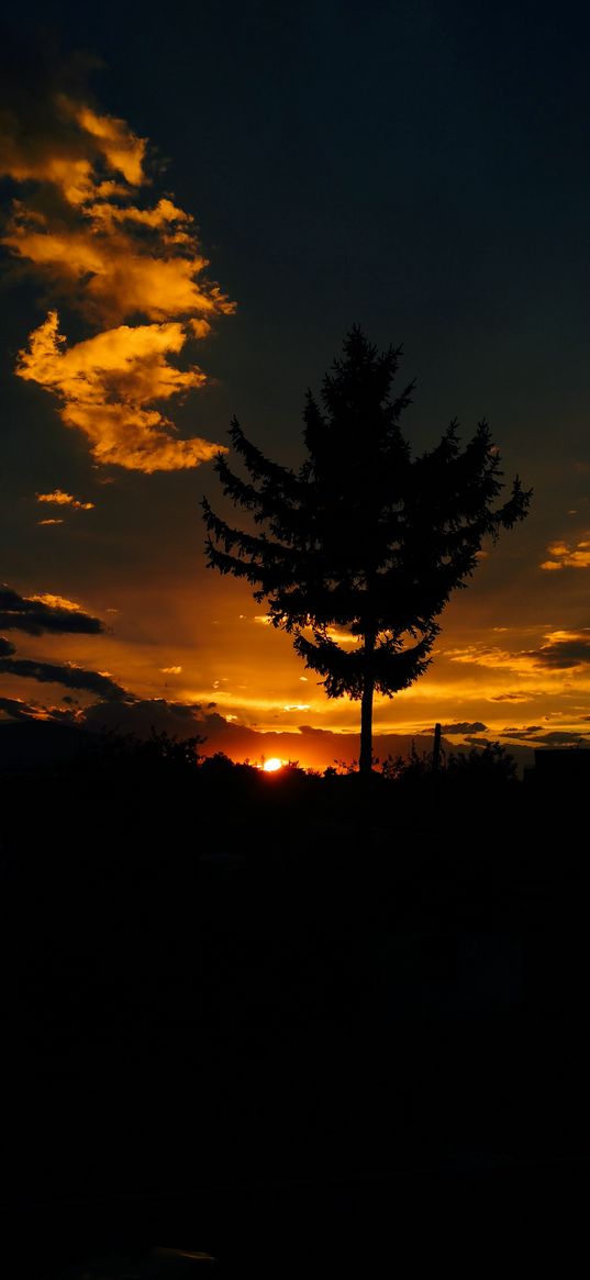 tree, sunset, dark, dusk