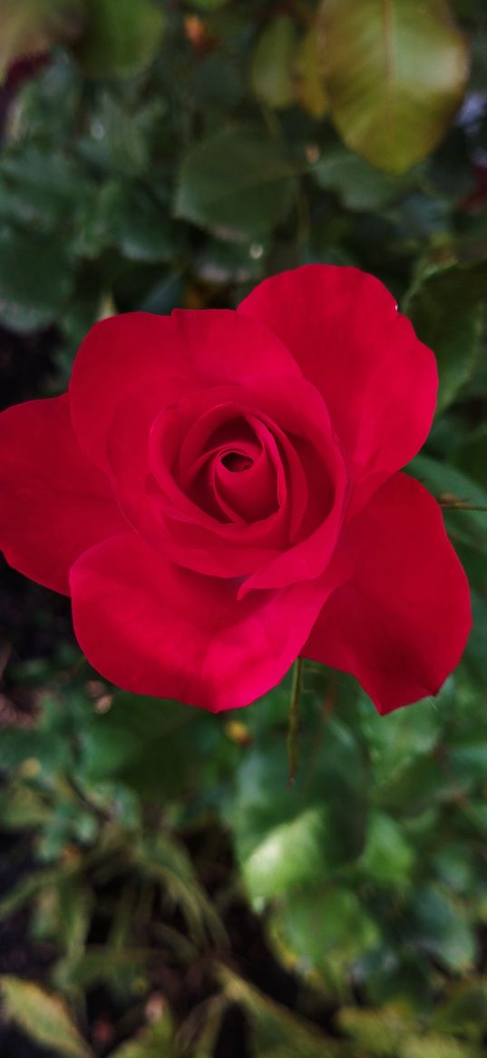 rose, live, love, flower, red, macro