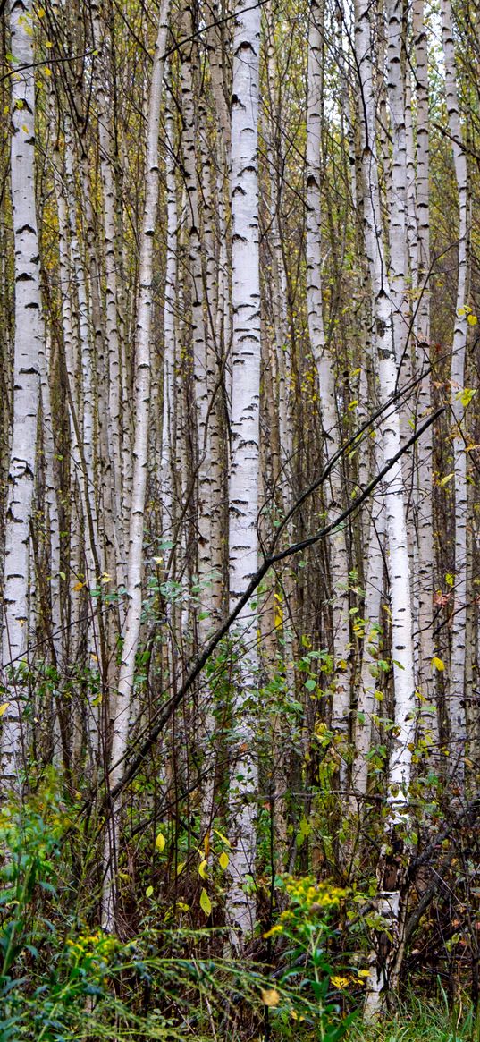 trees, birches, forest, nature