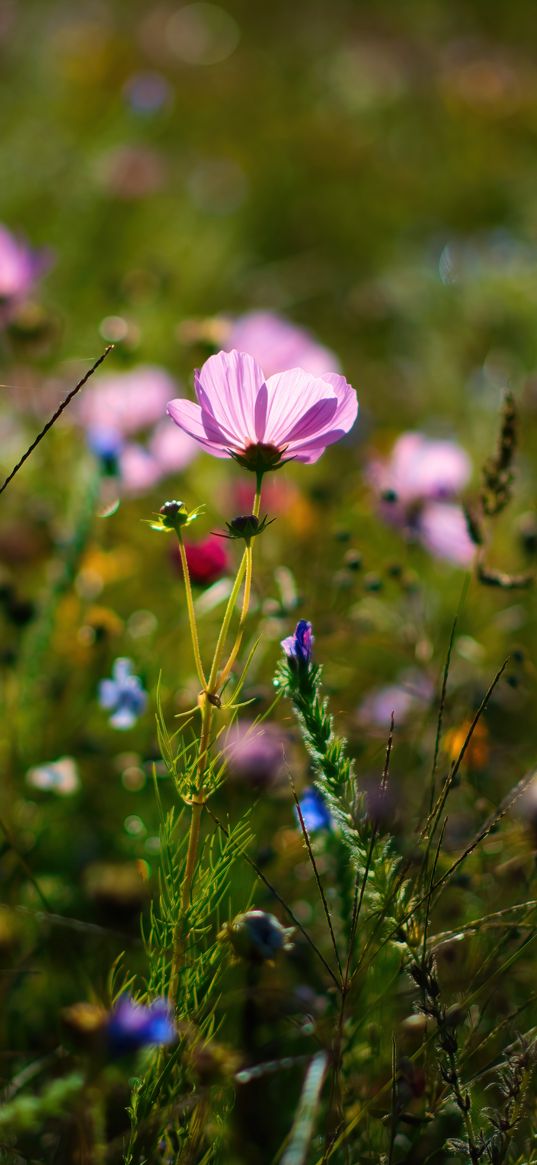 cosmos, flower, grass, sunlight, summer