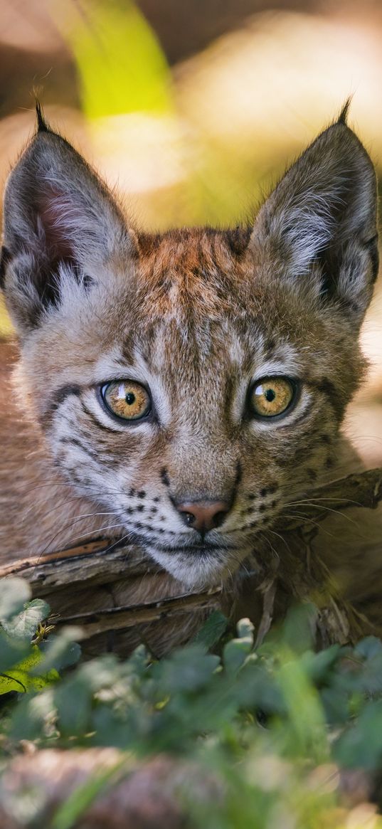 lynx, big cat, predator, branch