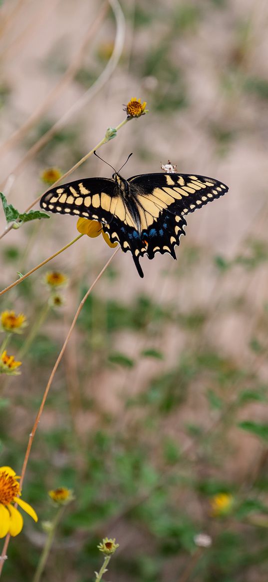 swallowtail, butterfly, flowers, blur, macro