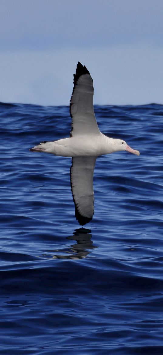 seagull, bird, sea, flight