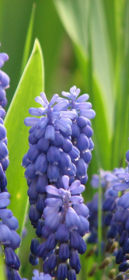 muscari, flowers, spring, greens, sharpness