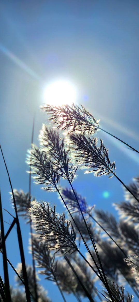 plant, twigs, sky, sun, light