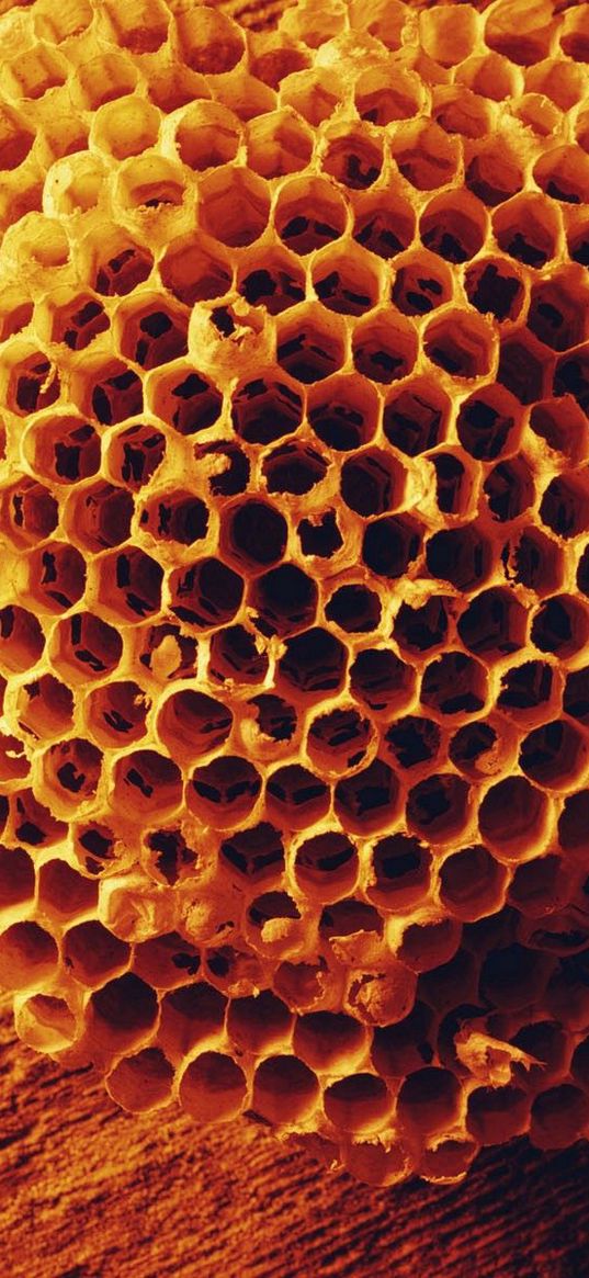 bees, combs, honey, shape, surface