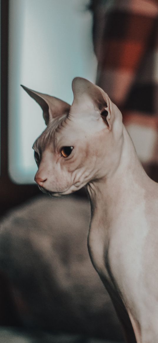 cat, sphinx, bald, cute, pet, animal