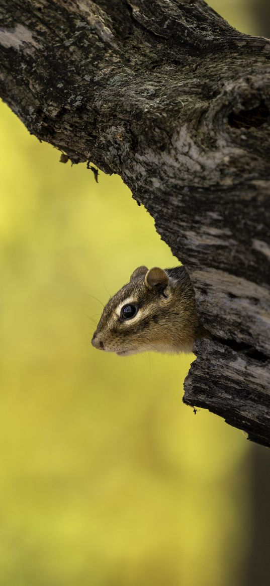 chipmunk, rodent, hollow, tree, blur