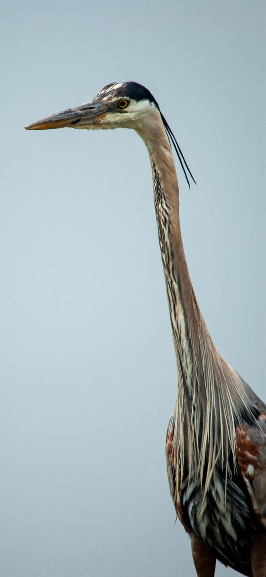 heron, bird, beak, feathers