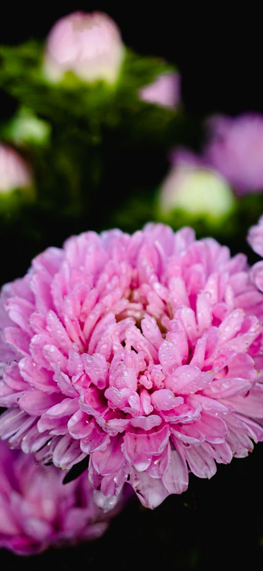 aster, flower, drops, petals