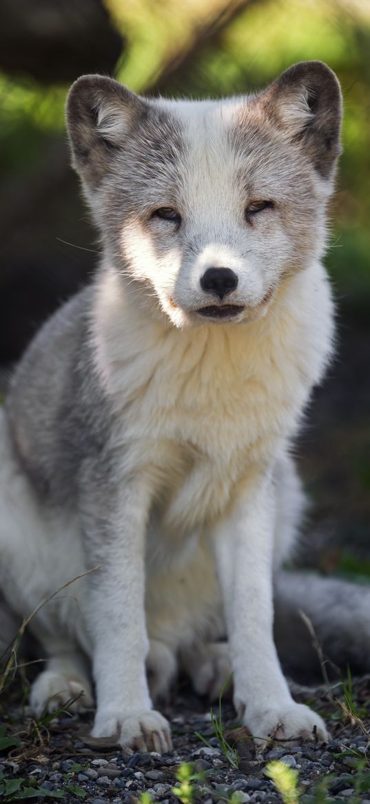 arctic fox, predator, wildlife, animal