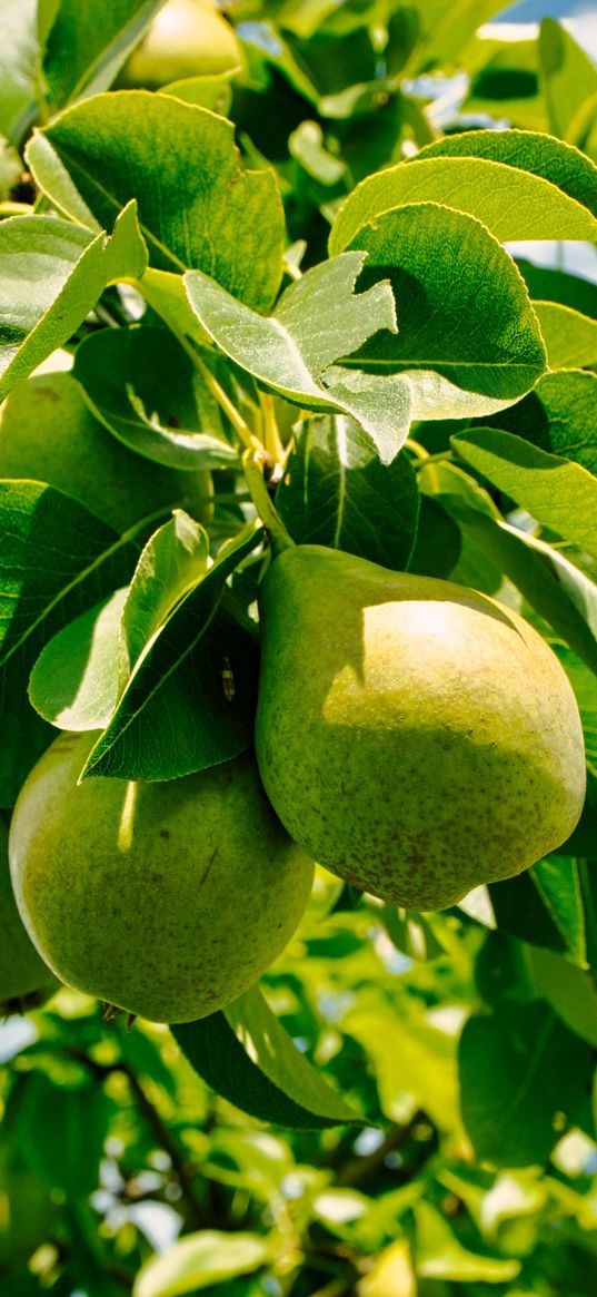 pears, fruits, leaves, shadows