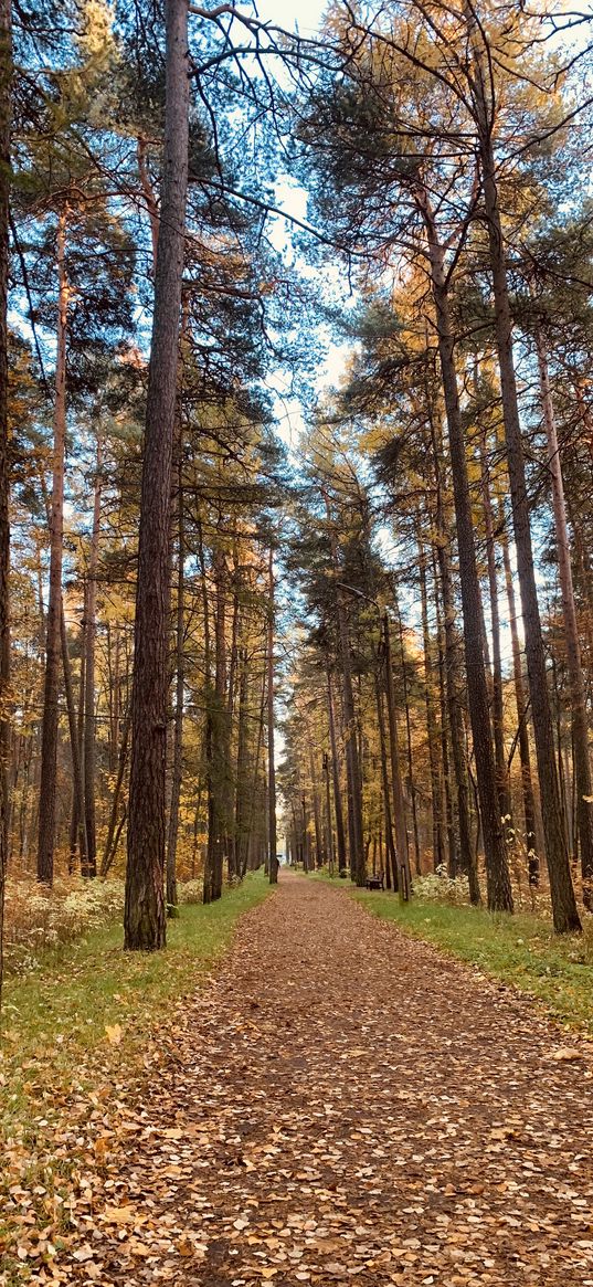 path, pine trees, trees, leaves, park, forest, autumn, nature