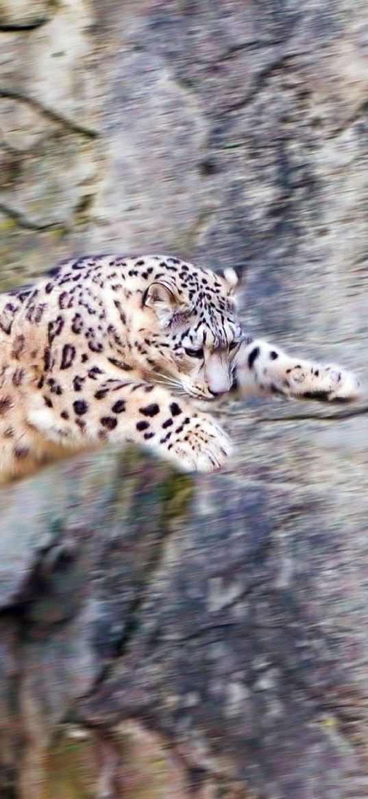 snow leopard, jump, big cat, rocks