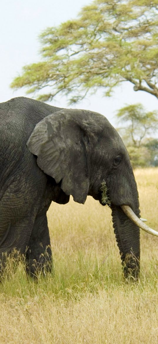 elephant, grass, walk, field