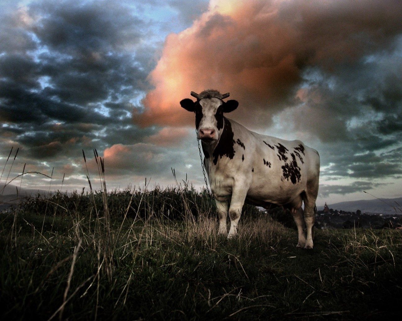 cow, field, cloudy, grass