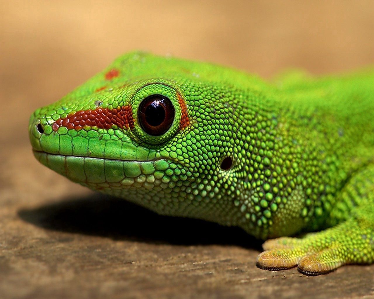 lizard, color, reptile, eyes