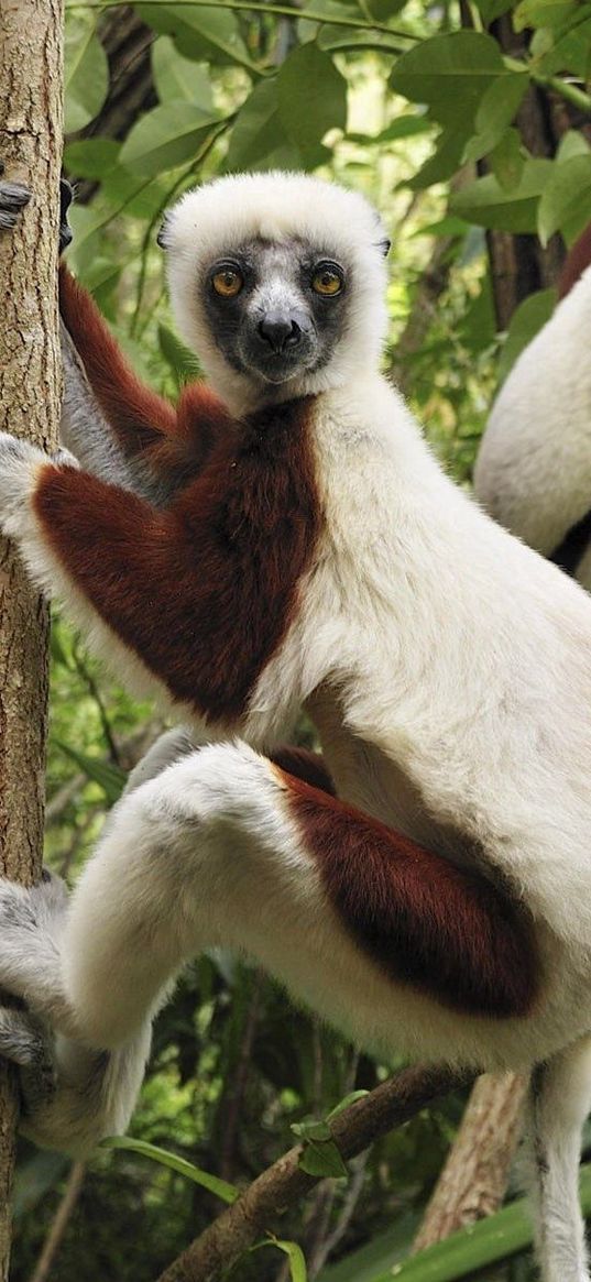 lemurs, three, branches, climbing