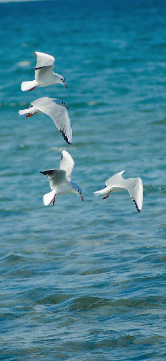 seagulls, birds, sea, waves