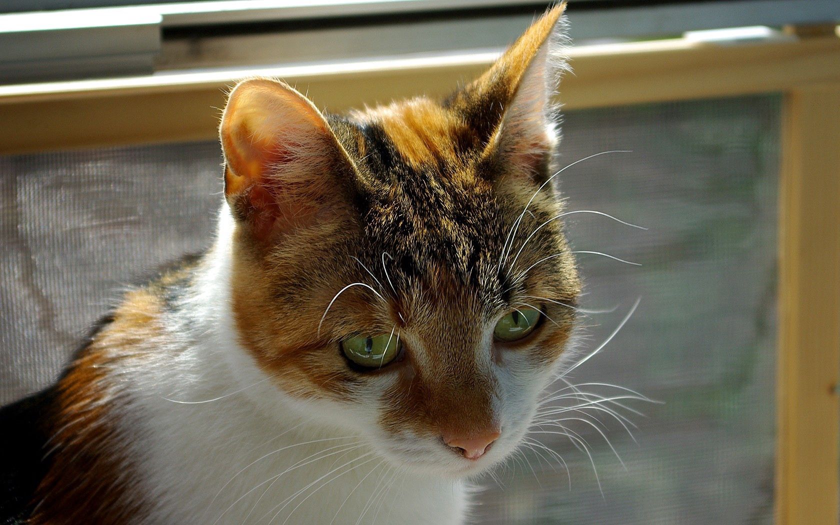 cat, face, eyes, spotted, mustache, shadow