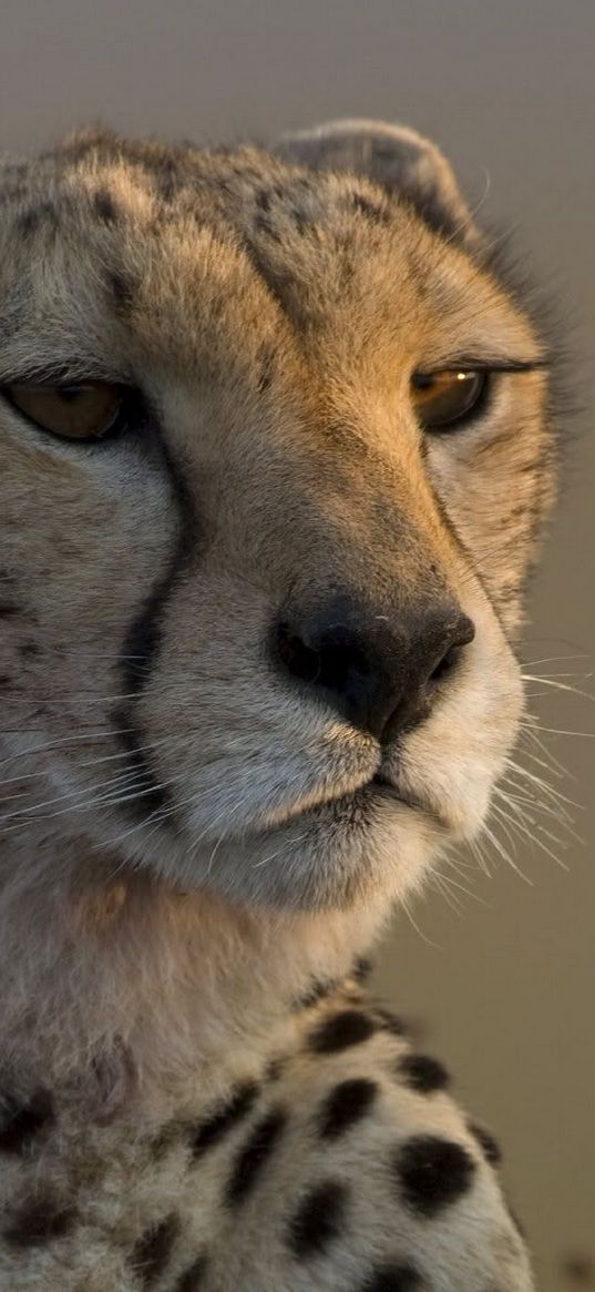 leopard, muzzle, big cat, waiting