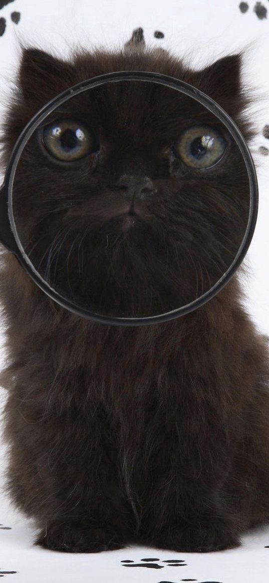 kitten, baby, fluffy, magnifying glass