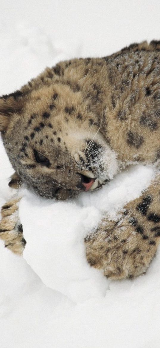 snow leopard, snow, lying, playful