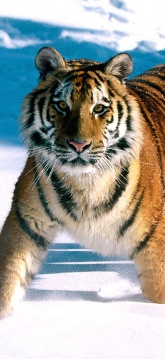 tiger, snow, escape, predator