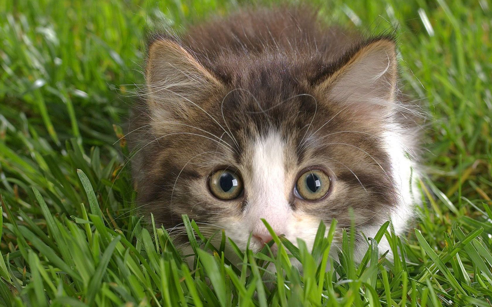 cat, grass, lurk, muzzle, bushy