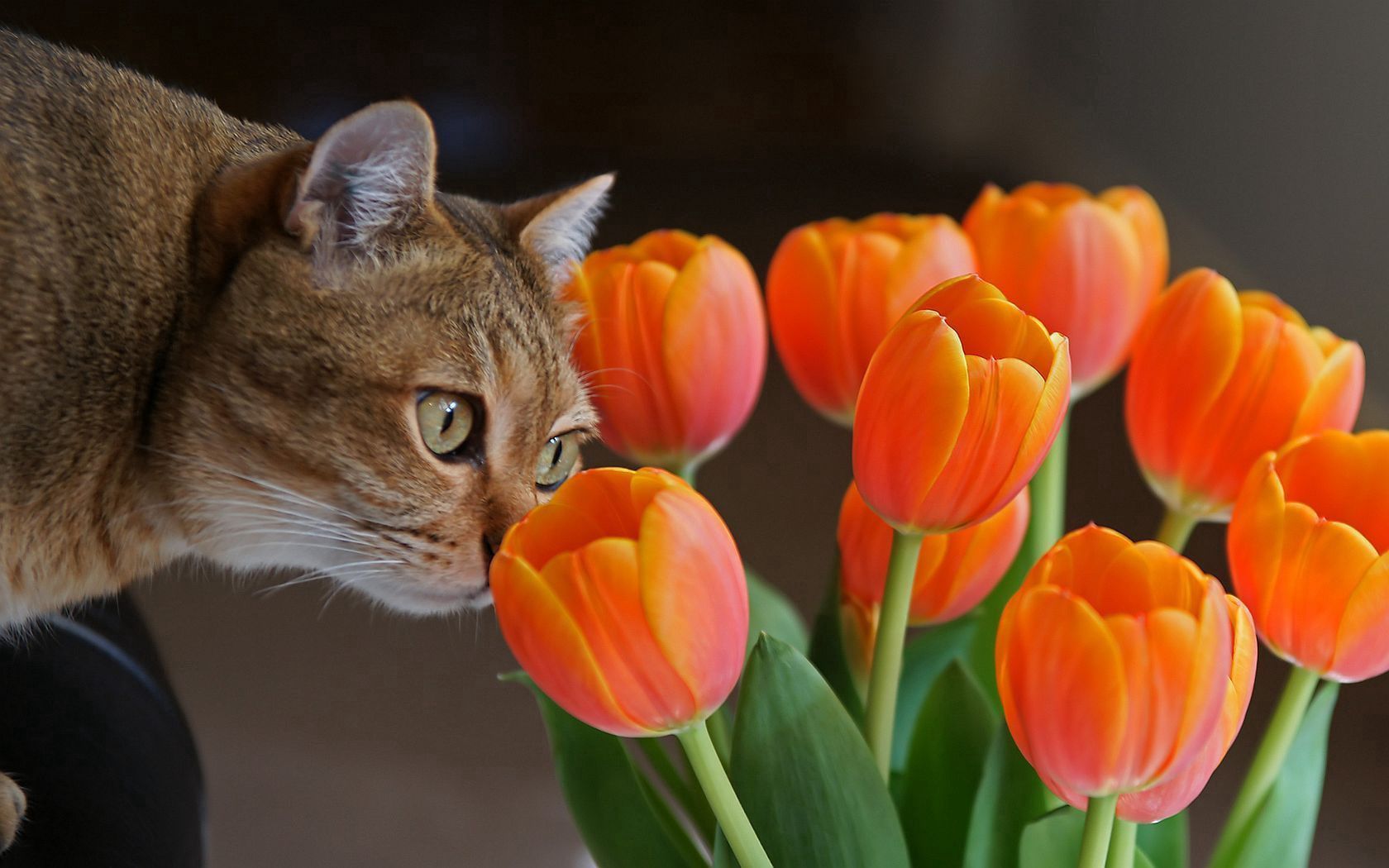 cat, muzzle, tulips, curiosity