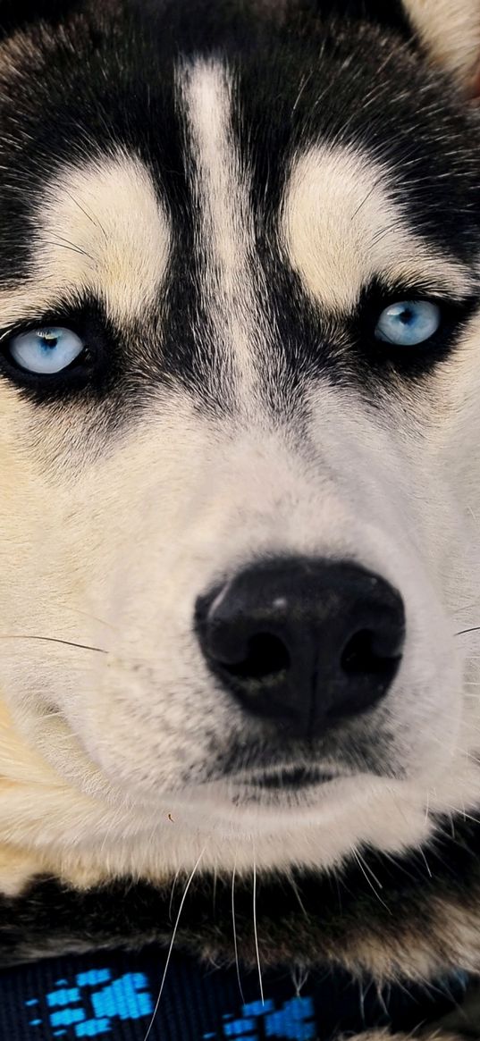 muzzle, dog, husky, blue-eyed